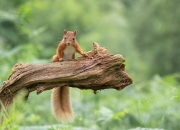 -阿坎吉一夫当关，多特蒙德友谊赛力克厄瓜多尔，瑞士铁闸闪耀全场