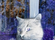 英雄联盟总决赛直播-棋盘上的皇后，恩佐的致胜一步与波兰的全面压制美学