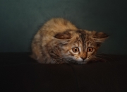 英雄联盟总决赛赛程-F1揭幕战上演跨界风暴，北京队以赛车之魂强势晋级黄蜂