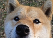 英雄联盟总决赛直播-友谊赛变降维打击！锡安炸裂表现让吉林主场彻底沸腾