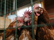 英雄联盟总决赛-精密齿轮的胜利，开拓者系统篮球如何拆解独行侠巨星单打