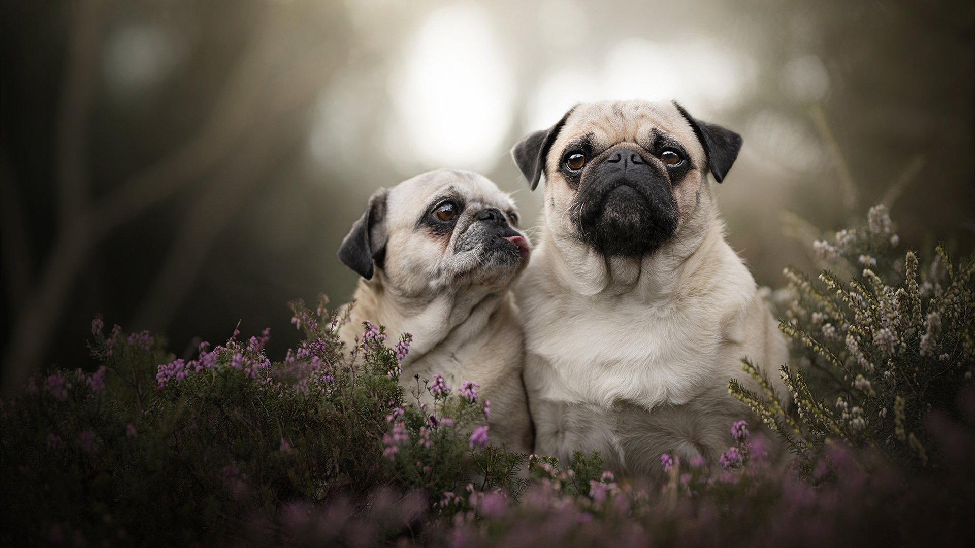 萨卡魔法点亮汉普顿,苏格兰全明星力克皇家社会献上友谊盛宴