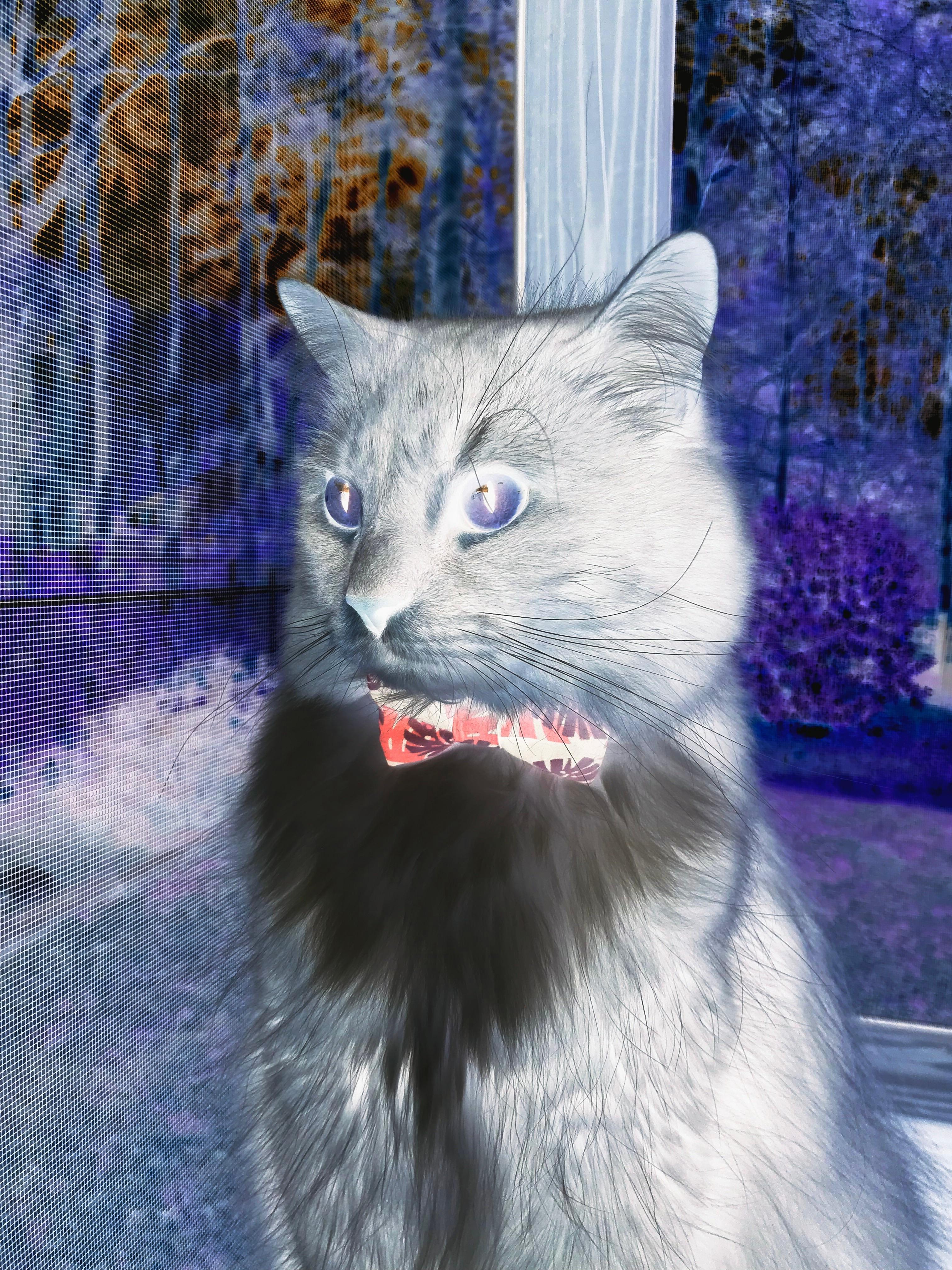 内场,当詹姆斯握住F1方向盘,掘金听见爵士的回声