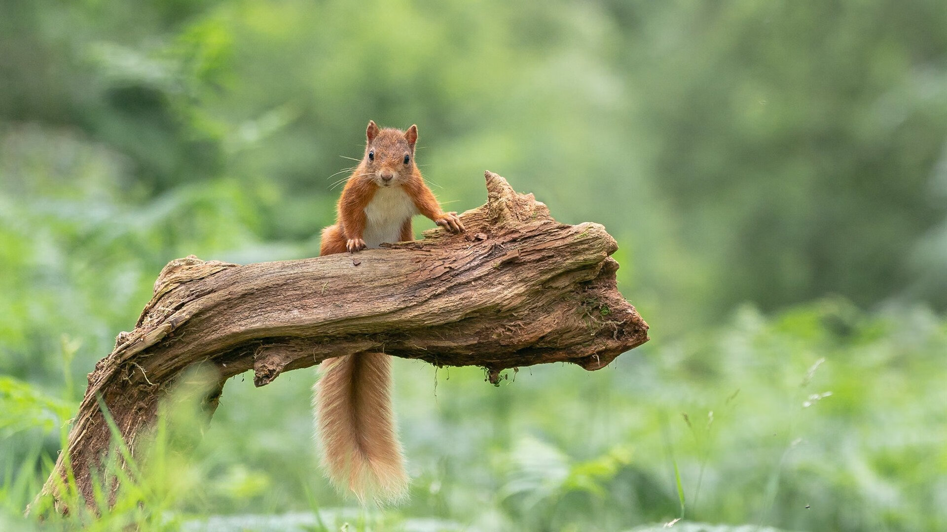 阿坎吉一夫当关,多特蒙德友谊赛力克厄瓜多尔,瑞士铁闸闪耀全场