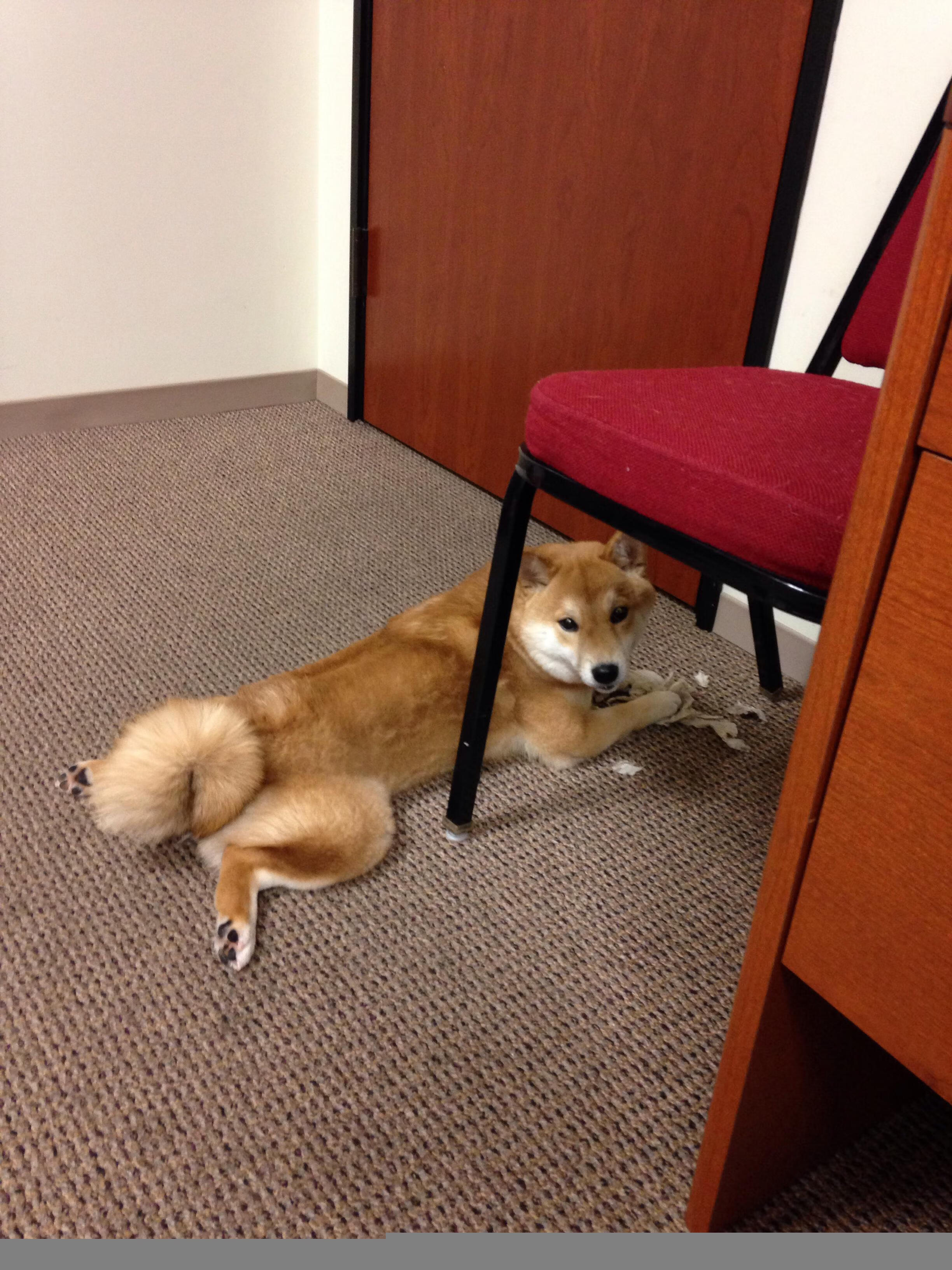 当马刺穿透尼克斯,小贾伦如何以无形之锋重塑赛场法则