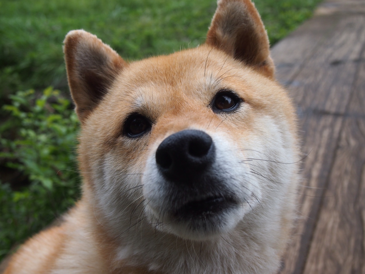 当东契奇遇见东方太阳,上海男篮如何逼出最强卢卡?