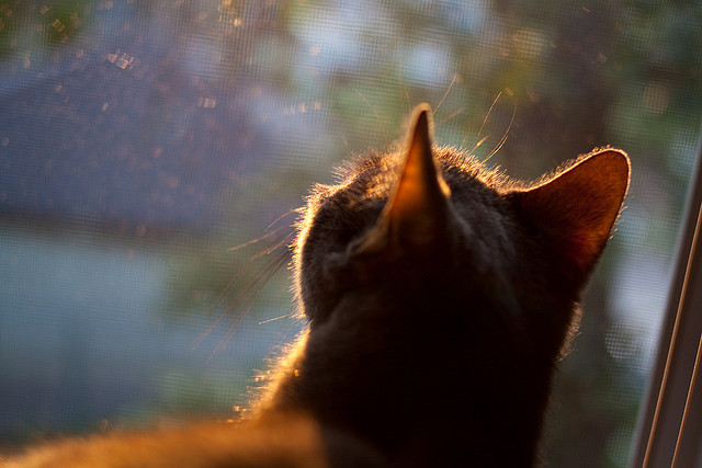 亚洲之光接力,闪电孙兴慜刺穿比利时黄昏