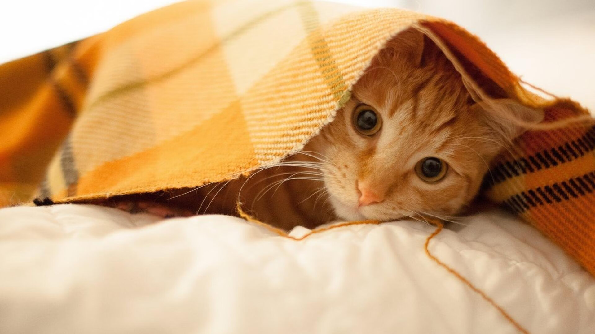 基耶萨，撕裂神话的破局者，美国新世界对旧传奇的无声宣言