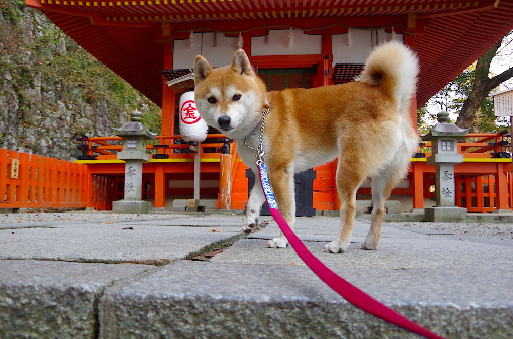 掘金公式,总决赛焦点战背后的系统化火力压制