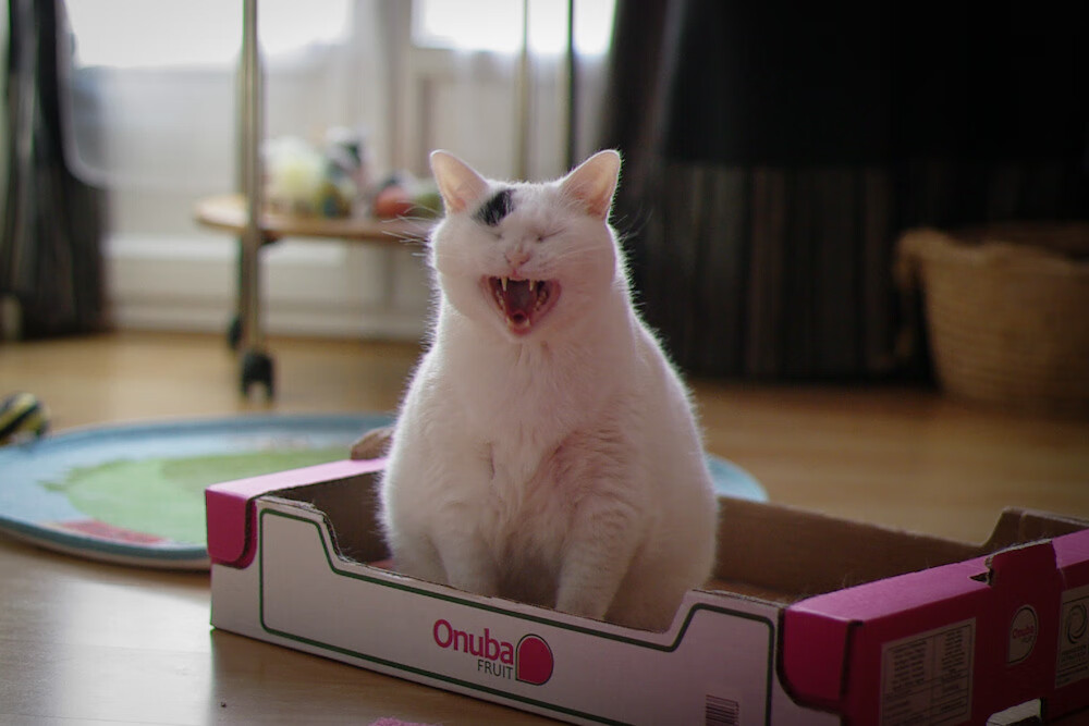 接管时刻,卡瓦哈尔国家德比制霸,土耳其末节逆转乌拉圭