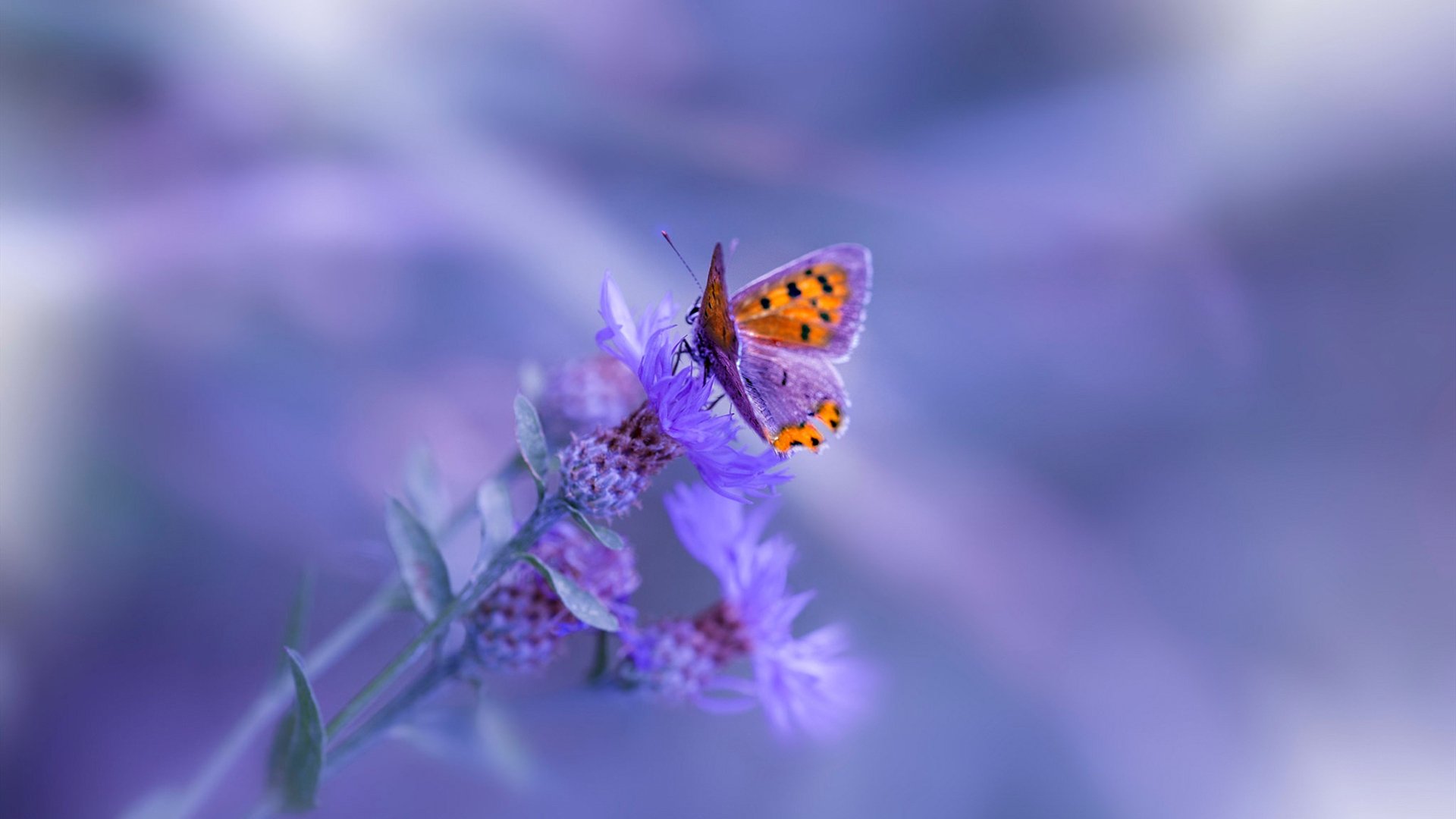 传奇,无问西东,当东契奇披上辽宁战袍,一场篮球的史诗对话