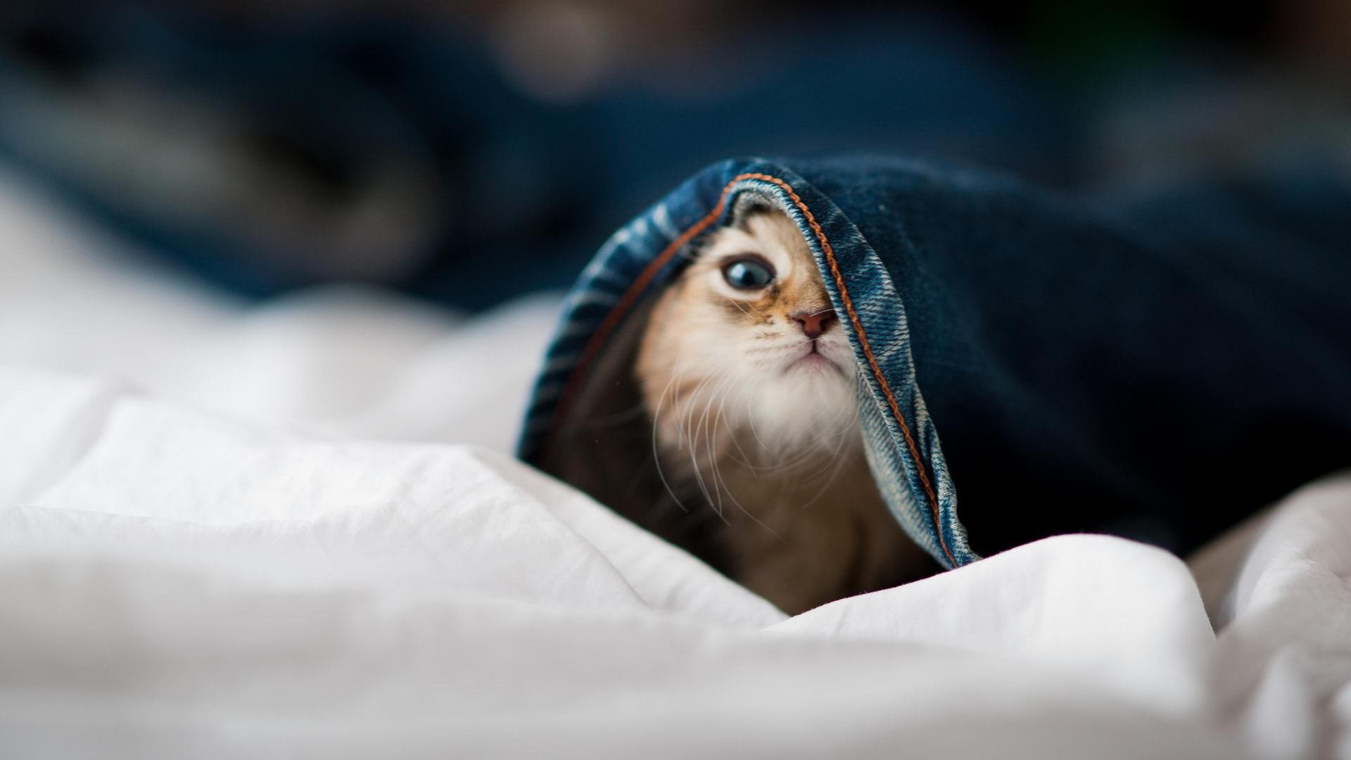 冰与火的终极博弈,奥运关键战中冰岛冰川战术如何冻结加纳火焰节奏