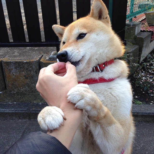 冰与火的对决,当新赛季F1揭幕战之夜,遇见大场面先生赖斯