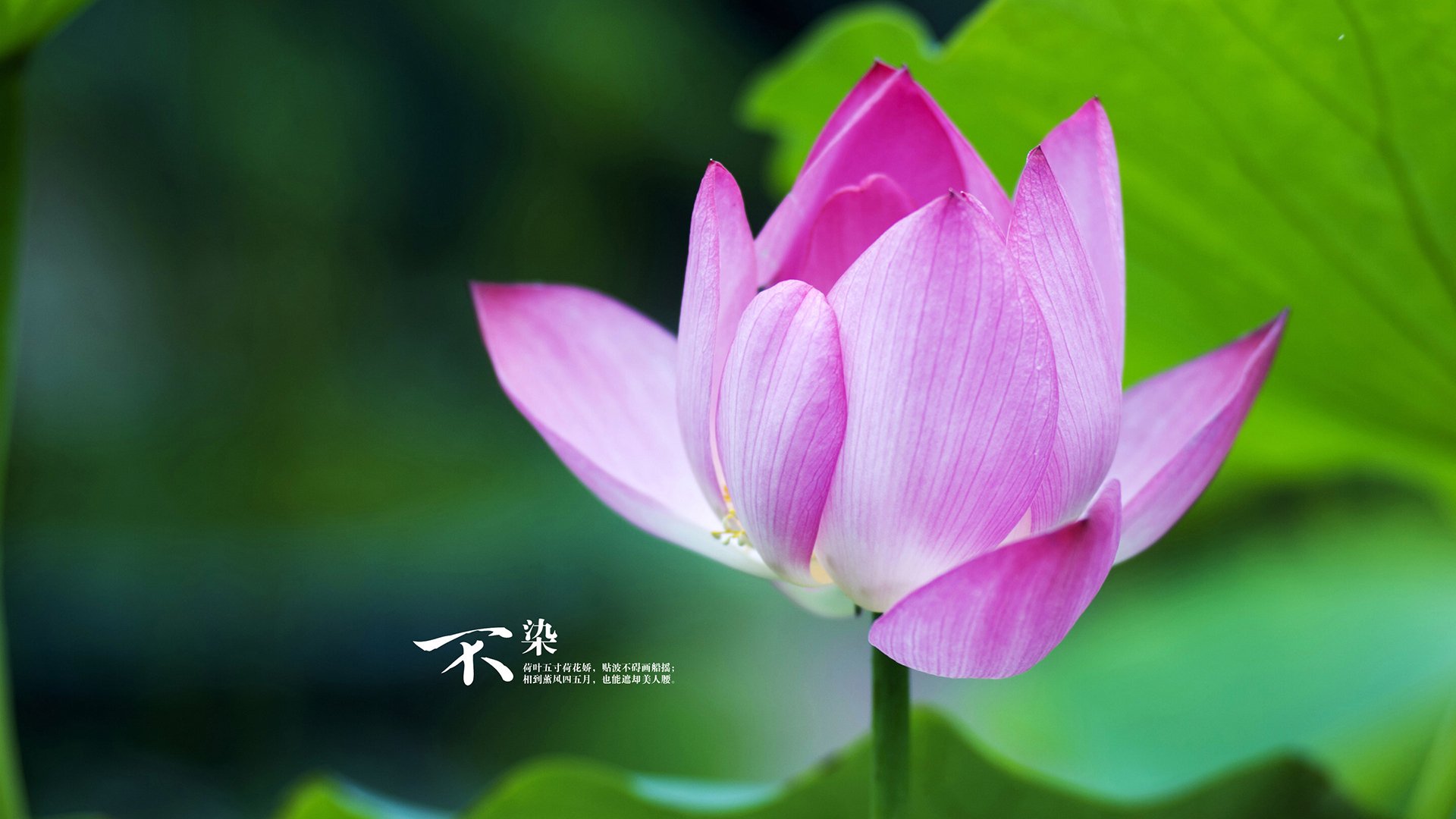 利剑归鞘，当孤胆英雄融为血肉长城