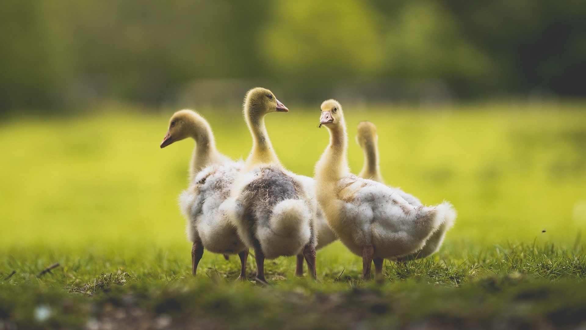 棋盘上的猎鹿人,贝恩末节三分雨浇灭爵士反扑