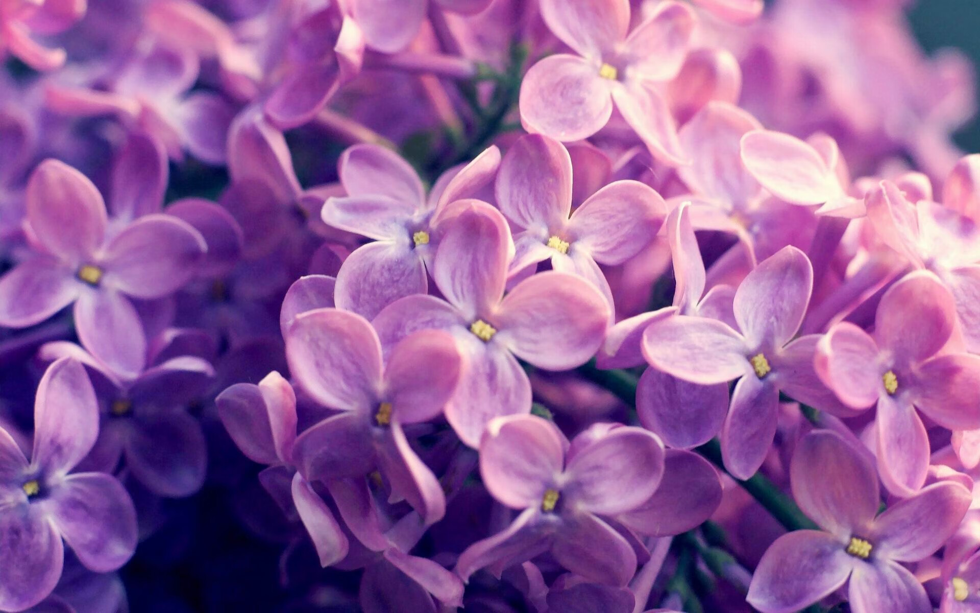 奥运前哨战，爵士窒息防守斩落火箭，西部格局再起波澜