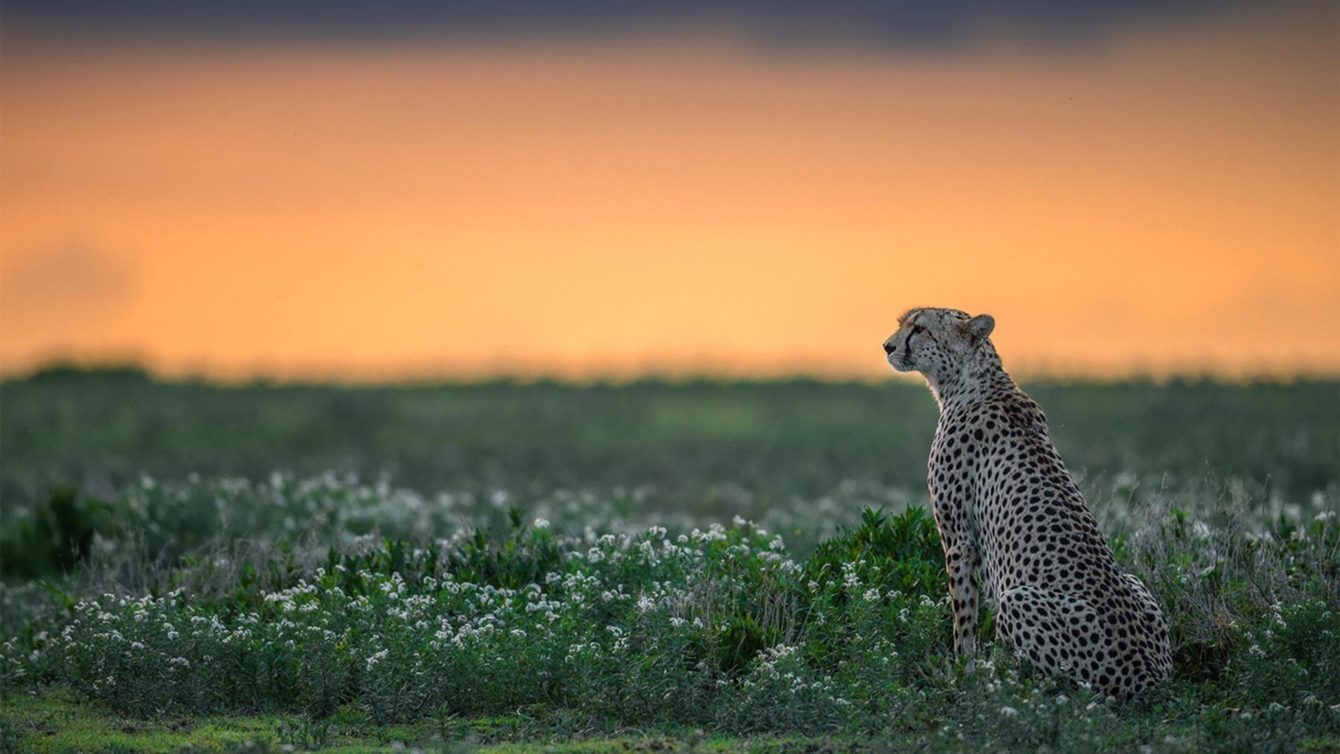 六分钟的黑暗，小贾伦末节三分雨，开拓者一波流淹没篮网